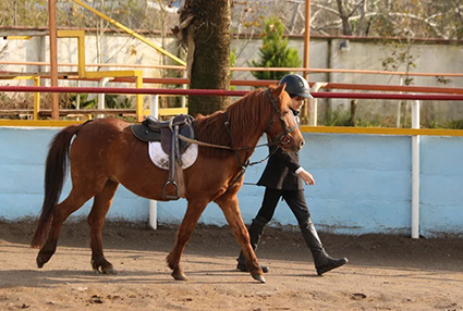 بیستمین جشنواره ملی زیبایی اسب کاسپین در منطقه آزاد انزلی برگزار شد