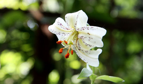 شکفته شدن نادرترین ترین گل جهان در رودسر